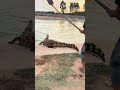 Guiding With Shovels: How Farm Workers Herd Resting Crocodiles Back Into Breeding Ponds