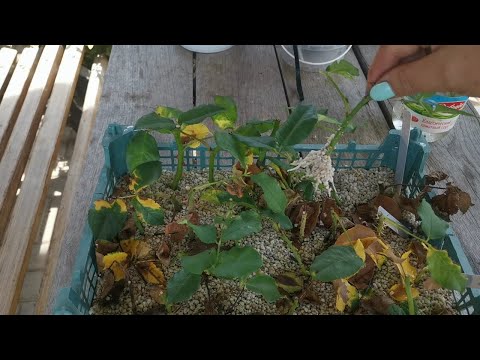 Video: Bitkinin Kaderi