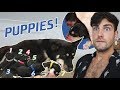 Husky Gives Birth to SEVEN Puppies! - Pregnancy Update | Mister Preda