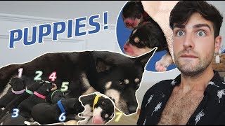 Husky Gives Birth to SEVEN Puppies!  Pregnancy Update | Mister Preda