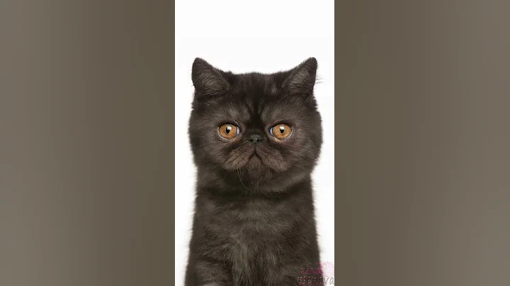 Watch the video about Morphing Of Exotic Cat #Shorts #Cat #Pets