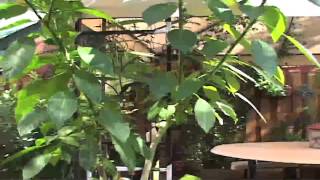 Gyllians Gardenwalk Youtube Format
