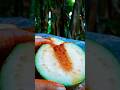 Traditional spicy Guava Masala 🤤 #shortvideo #viral