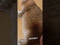 Funny Animals That Boost Watch Time On Shorts