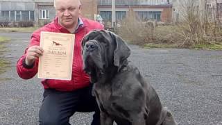 Ларик выставка Новокузнецк Ларик выставка Новокузнецк
