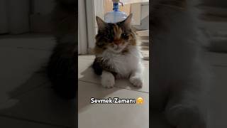 Minnoşu Bugün De Sizin Için Seviyorum