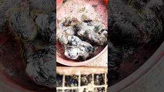 ?️kabutar baby video ||kabutar baby growth trending viral pigeon shortvideo shorts share?