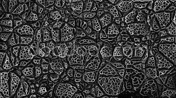 Neuro Dream | Music Visualizer doodooc.com