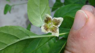 Capsicum Flexuosum Monteiro Lobato Wild Pepper Taste Test