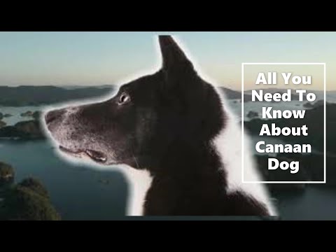 Video: Canaan Dog Hondenras Hypoallergeen, Gezondheid En Levensduur