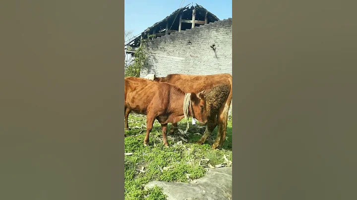 Veterinary staff, improved cows, improved cows 146