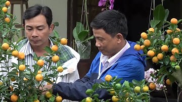 Quật tiểu cảnh - Thú chơi mới ở Hội An dịp tết