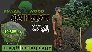 #Фундук / ФУНДУКОВИЙ САД / 18.08.2023 / ЕПІЗОД #3 / КИЇВЩИНА / THE #hazelnut  GARDEN 18/08/2023