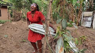 This Is What Nigerians  do In their farms! African Village Farm!