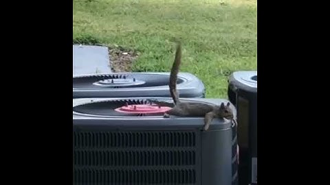 MEME: "Lazy squirrel poops"