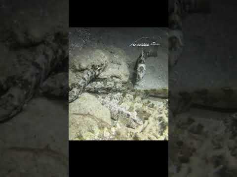 سمك السيجان الصافي اثناء نومه