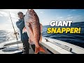 How to Catch Giant Snapper with Live Bonita Bait (Step by Step) in this vedio