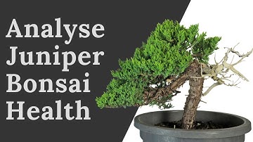 Is My Juniper Dying? - A Guide To Juniper Health