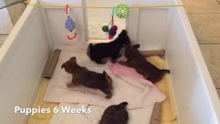 Australian Terrier Puppies 6 Weeks by mechajl 311 views 7 years ago 36 seconds