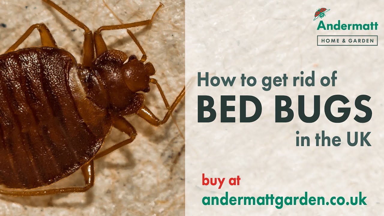 How Do I Get Rid Of Bed Bugs Uk