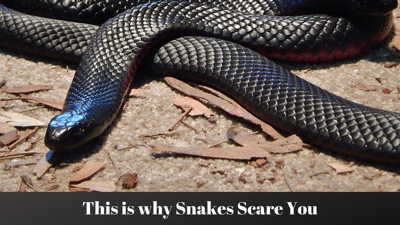 Why You're Afraid of Snakes (According to Science) YouTube