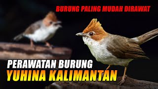 PERAWATAN BURUNG YUHINA KALIMANTAN AGAR BUNYI DAN GACOR