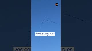 Des Centaines De Grues En Pleine Migration Dans Lyonne