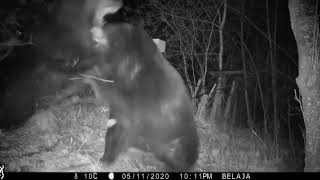 Chinese-Russian bear fight