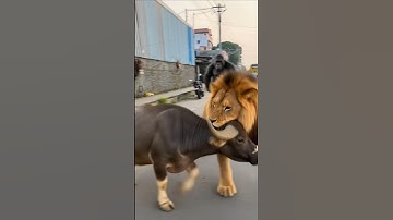 Lion attack the cow but gorilla saved #lion#trending#shorts#wildlife#animals#cheetah#cow Animated#ai
