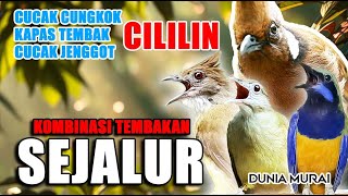 #4 MASTERAN KOMBINASI TEMBAKAN 2 JALUR - Murai Batu, Cucak Ijo‼️