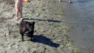 Staffordshire Bull Terrier On The Beach Playing With Some Kids