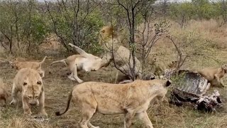 Male lion shows pride whos king