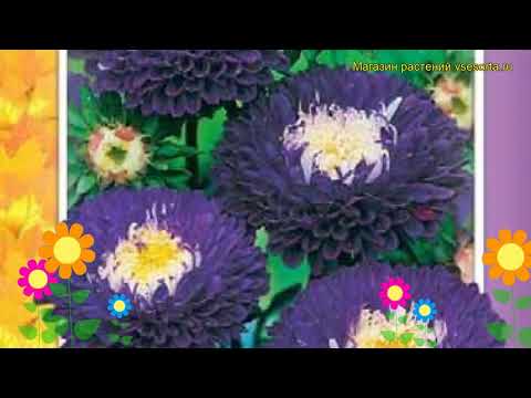 Астра помпонная Суприм белстед. Краткий обзор, описание характеристик Suprime Belsteed