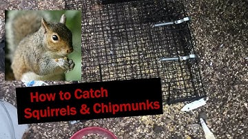 How to Catch Squirrels and Chipmunks - The "ChipMUNKinator" Product Review