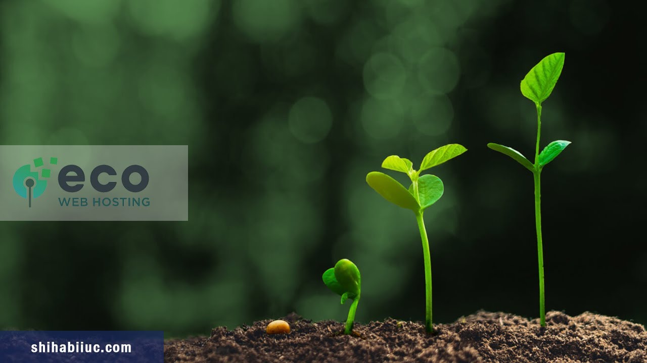 Echo Web Hosting: How to install WordPress, SSL certificates and migrate websites to it?