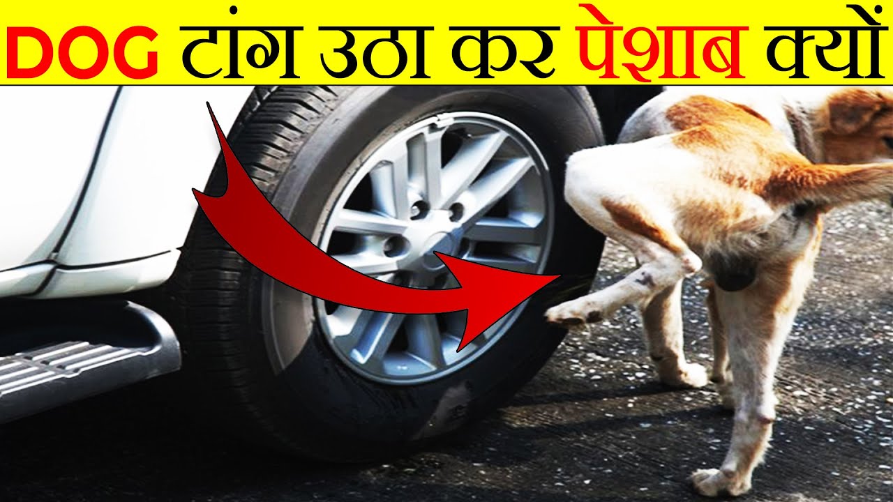 à¤•à¥à¤¤à¥à¤¤à¥‡ à¤à¤• à¤Ÿà¤¾à¤‚à¤— à¤‰à¤ à¤¾à¤•à¤° à¤ªà¥‡à¤¶à¤¾à¤¬ à¤•à¥à¤¯à¥‹à¤‚ à¤•à¤°à¤¤à¥‡ à¤¹à¥ˆ? | Why Dog Pee With One Leg Up? |  Most Amazing Facts |FE#57 - YouTube