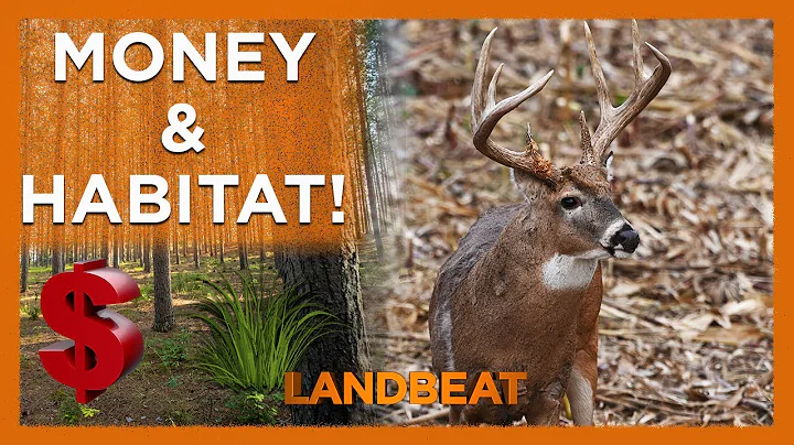 Making Money And Creating Wildlife Habitat! 🦃 🦌 🌳