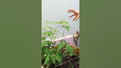 Artificial Ecosystem Intro