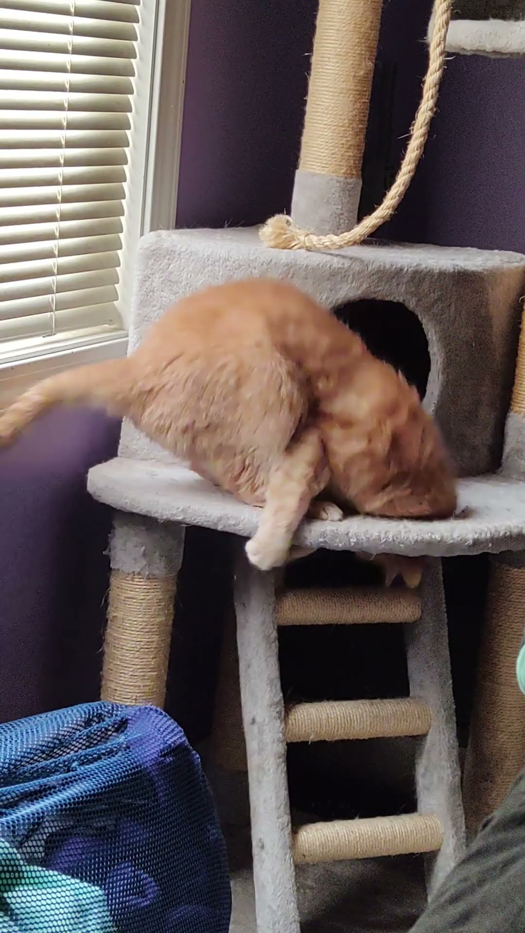 Orange Cat Plays With Its Own Tail || ViralHog