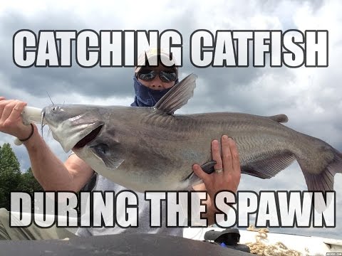 Video When does catfish season start