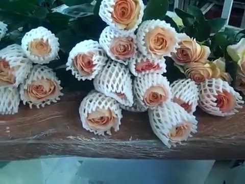Cutting Grading Bunching And Packing Garden Roses Youtube Cutting Grading Bunching And Packing Garden Roses Youtube