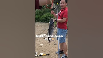 Câu lăng xê bắt cá ngạnh sông đà #shorts
