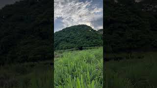 Hermoso árbol de amate! El Salvador 🇸🇻
