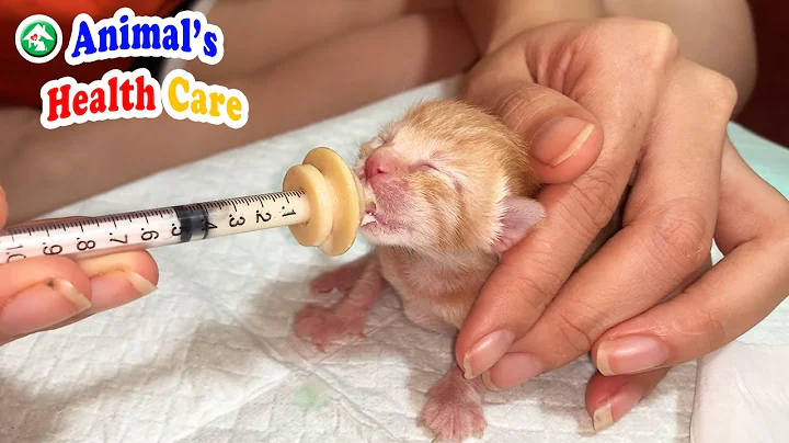 How to Syringe Feed a Newborn Fostered Kitten?