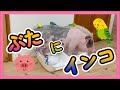 ブタのトイレを邪魔するインコたち・・・