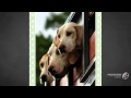 Harrier Dog breed の動画、YouTube動画。