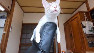 やる気が出ない猫