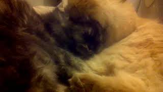 Kucing BERKASIH SAYANG