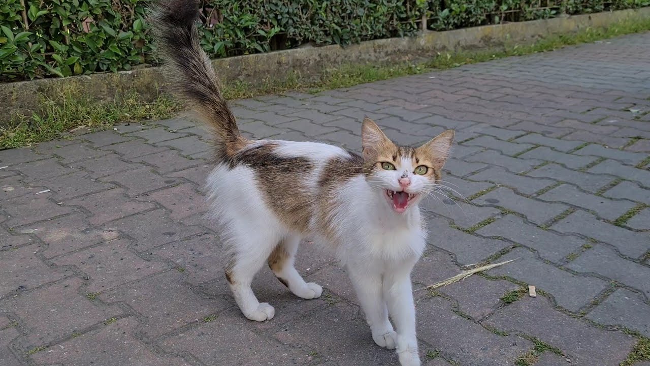 cute-stray-cat-crying-for-food-because-it-is-very-hungry-youtube