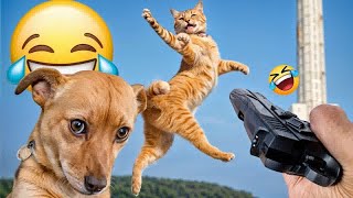 New Funny Animals 2024 Funniest Dogs and Cats